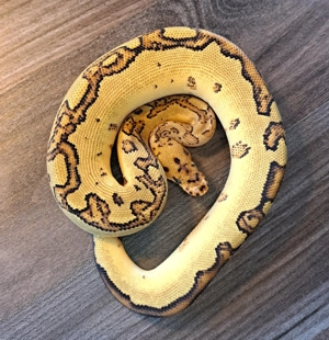 Königspython Yellow Belly Specter Clown Weibchen abzugeben