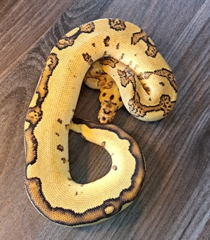 Königspython Yellow Belly Specter Clown Weibchen abzugeben