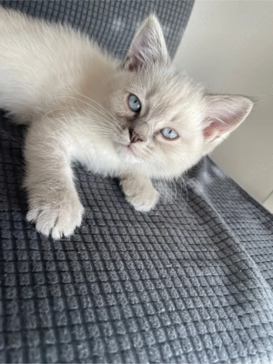 Devon Rex mischlinge BKH