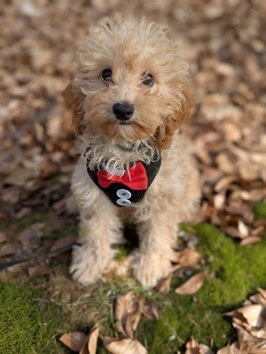 Liebe Cockapoo Cockerpoo Welpen