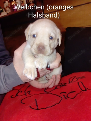 Wunderschöne Labrador-Husky-Mix-Welpen