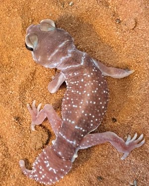 Knopfschwanzgeckos abzugeben