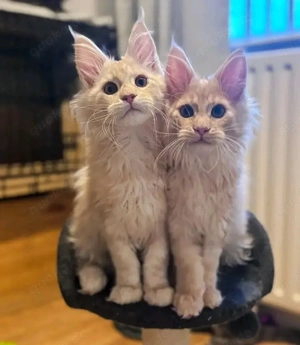 Maine-Coon-Kätzchen zur Adoption.