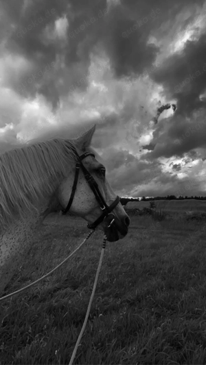 Liebe Stute sucht ein zuhause Bild 5