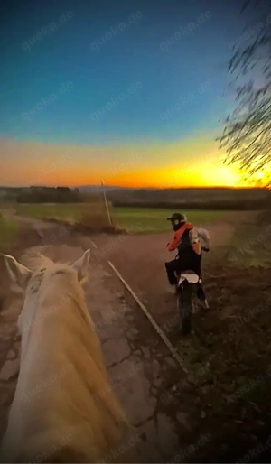 Liebe Stute sucht ein zuhause Bild 3