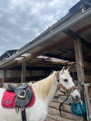 Liebe Stute sucht ein zuhause Bild 6