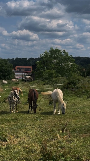 Liebe Stute sucht ein zuhause Bild 8