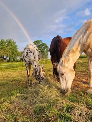Liebe Stute sucht ein zuhause Bild 2