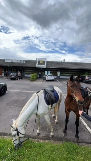 Liebe Stute sucht ein zuhause Bild 7