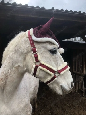 Liebe Stute sucht ein zuhause Bild 4