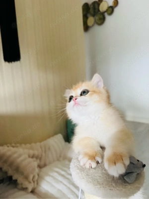    Wunderschönes Britisch Kurzhaar Weibchen   sofort abzugeben + Zubehör 