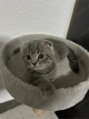 12 wochen altes kitten abzugeben