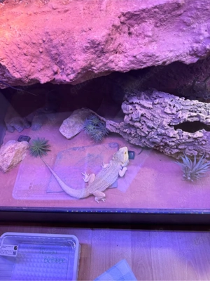  Bartagame Männchen (Pogona vitticeps)   Proven Breeder   04 2024