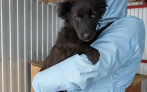 Elmas, der kleine Diamant