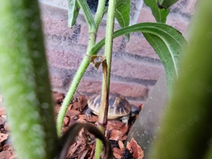 Isselburger Schildkröten, NZ 2025  