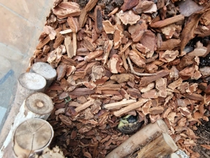 Isselburger Schildkröten, NZ 2025   Bild 8