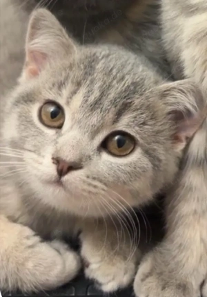 12 wochen altes kitten abzugeben