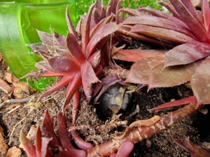 Isselburger Schildkröten, NZ 2025   Bild 7