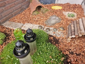 Isselburger Schildkröten, NZ 2025   Bild 6