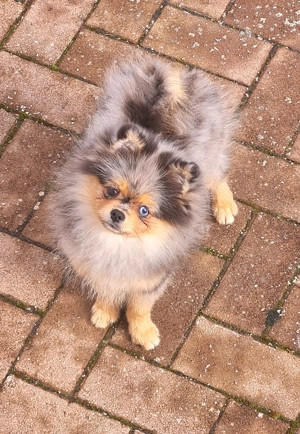 Female Pomeranian spitz black merle
