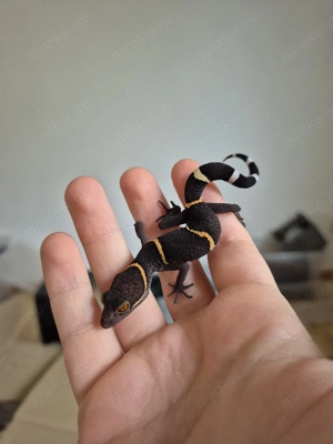 Goniurosaurus hainanensis