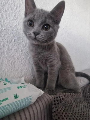 Bkh Mädchen zuverkaufen 3 Monate alt