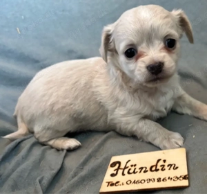 Chihuahua Welpen Langhaar ab 03.04 abzugeben