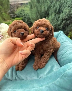 Guten Tag, unsere Babys suchen ein neues Zuhause. Sie sind gesund und wunderschön, haben alle Impfun
