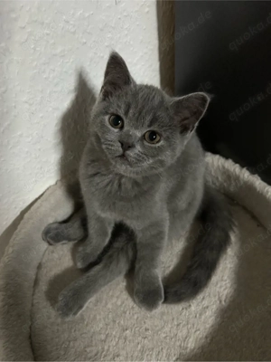 12 wochen altes kitten abzugeben