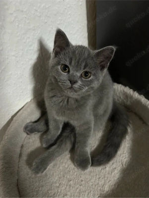 12 wochen altes kitten abzugeben