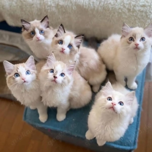 Niedliche Ragdoll Kitten zu vergeben