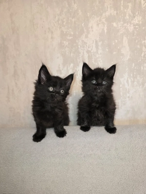 Maine Coon Kitten reinrassig mit Stammbaum