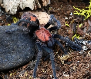 Davus pentaloris 0.1 Vogelspinnen spinnen