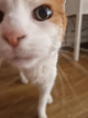 Suche Männliches Katzenbaby (April- Maikater) - gerne rot