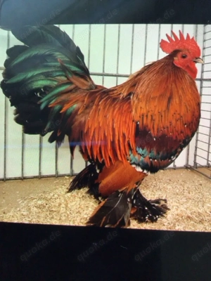 Bruteier von federfüßigen Zwerghühnern goldporzellanfarbig