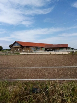 Pensionspferdestall freie Plätze