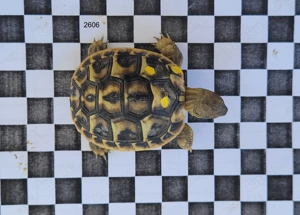 Landschildkröte, THH, Varoise