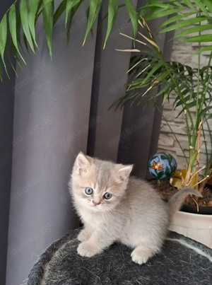 Süßes reinrassige BKH Kätzchen sücht liebevolles Zuhause 