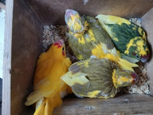 Ziegensittiche nestjung 