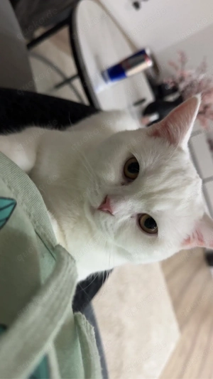 Nala sucht ein Neues Zuhause