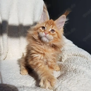 Gesunde und verspielte Maine-Coon-Kätzchen