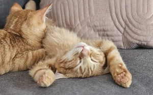 Norwegische Waldkatzen Mix Kitten