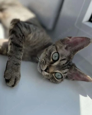 Gesund Devon Rex-Kätzchen (männlich und weiblich)