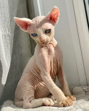 Devon Rex-Kätzchen (männlich und weiblich) Bild 3