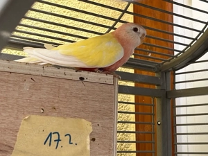 suche Bourkesittichhenne nähe leipzig 