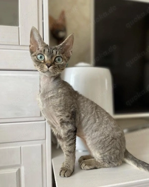Devon Rex-Kätzchen (männlich und weiblich) Bild 4
