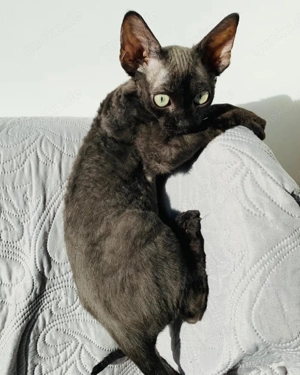 Devon Rex-Kätzchen (männlich und weiblich) Bild 2