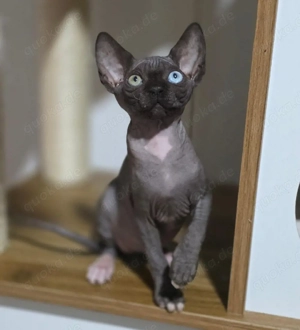 Sphynx-Kätzchen mit Stammbaum