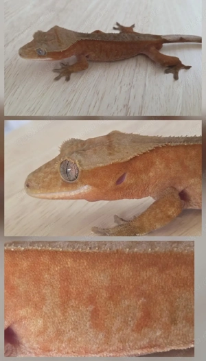 1.0 Red Phantom Kronengeckos 