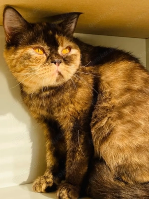 BKH Katze sucht Dosenöffner